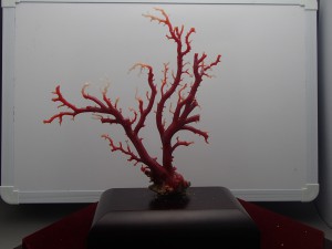 赤珊瑚　原木