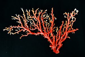 珊瑚種類