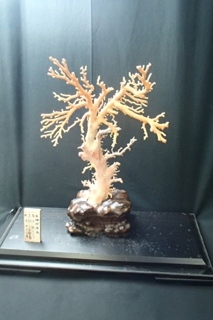白珊瑚原木