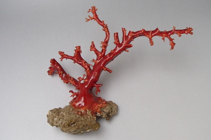 珊瑚原木の買取における実績をご紹介 - 買取のラフテル