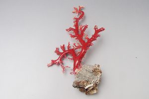 赤珊瑚　原木
