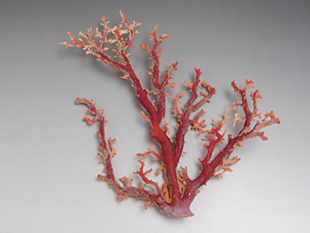 珊瑚　原木