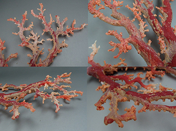 珊瑚　原木3