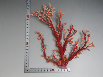 珊瑚　原木2