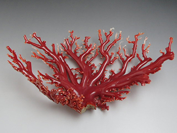 赤珊瑚の原木を超高額買取！ 原木の査定ポイントを５つ紹介します
