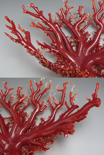 珊瑚　原木6