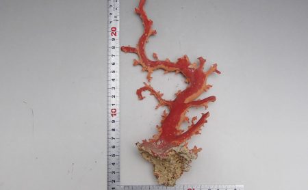 珊瑚　原木