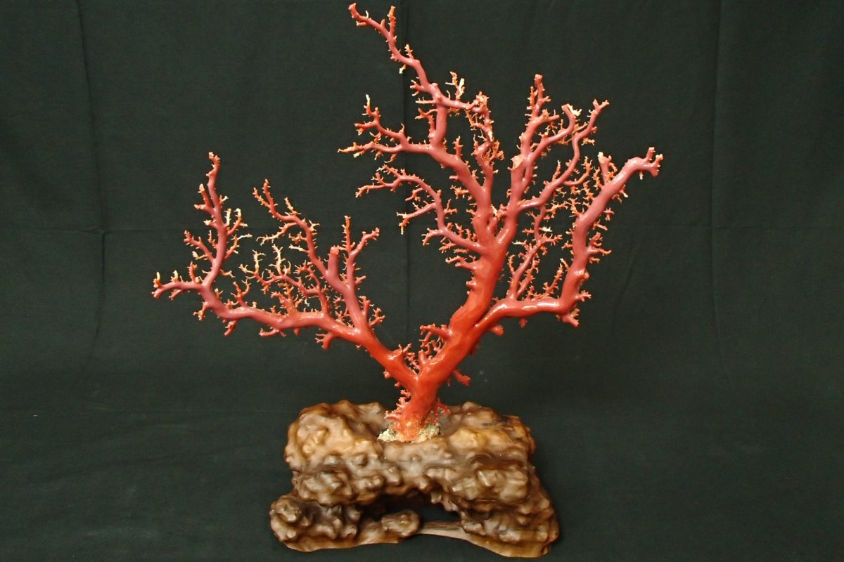 珊瑚原木　ピンク珊瑚　?　赤珊瑚　?