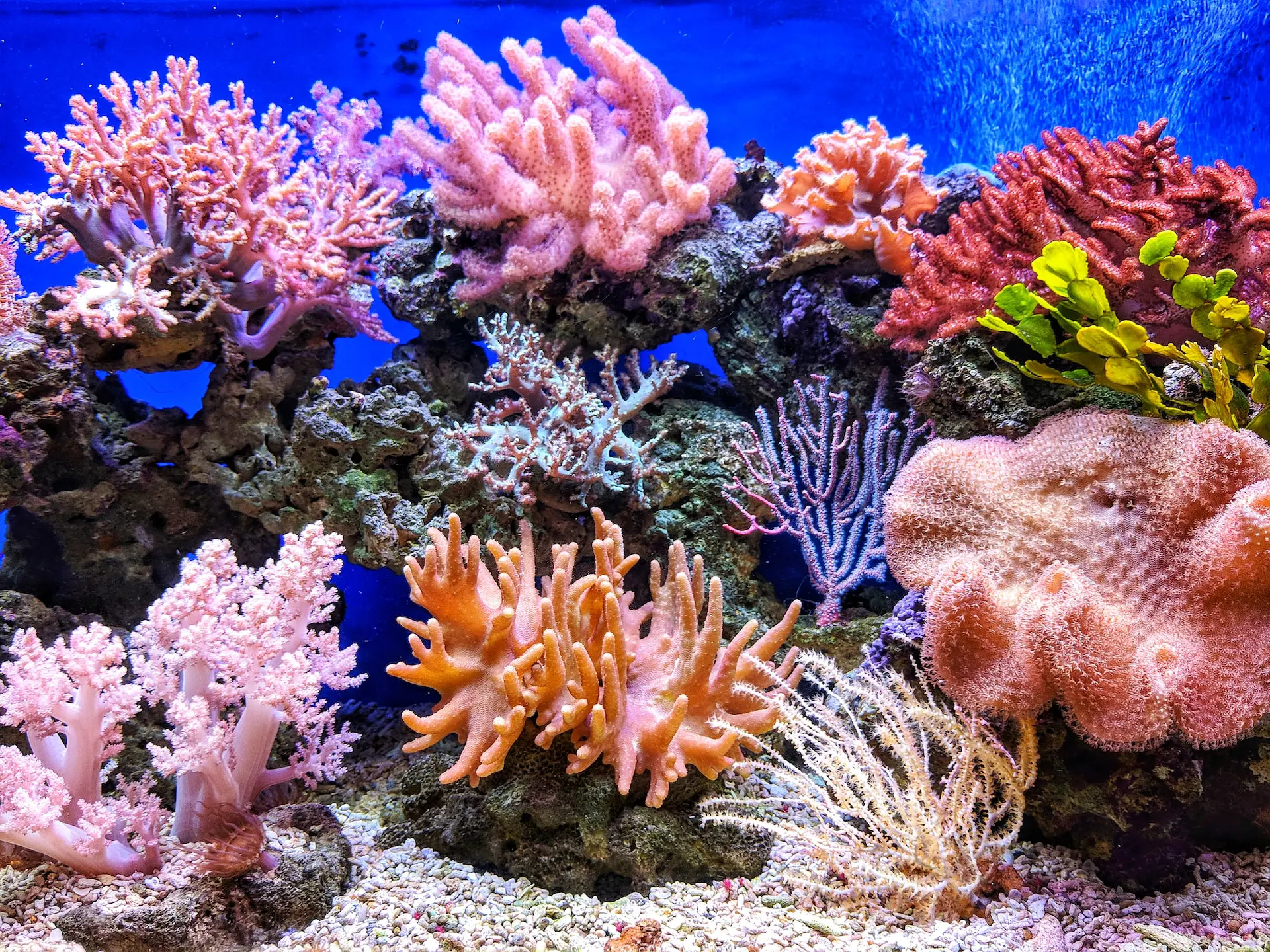 66 珊瑚　パーツどりに　本珊瑚　希少