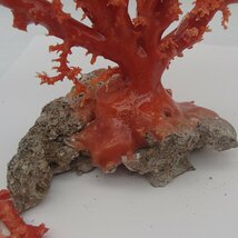 赤珊瑚 原木 枝 総重量436.7g