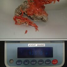 赤珊瑚 原木 枝 総重量436.7g