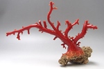 珊瑚（サンゴ）原木 156g 買取