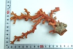 珊瑚（サンゴ）原木 62.8g 買取