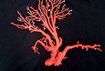 赤珊瑚原木