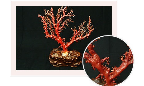 赤珊瑚買取