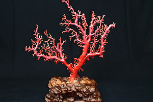珊瑚 原木
