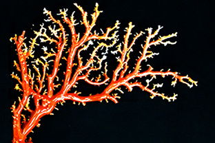 赤珊瑚付きブローチ