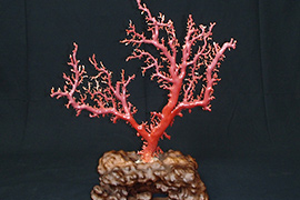 珊瑚（サンゴ）のいろいろな種類ご存知ですか？ ｜株式会社ラフテル